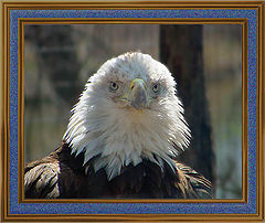photo "Bald Eagle"