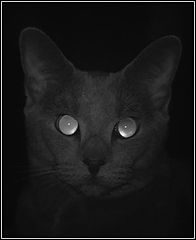 фото "A gray cat in a dark room"