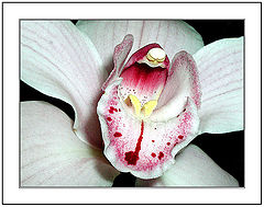 фото "Hungry of Love..."