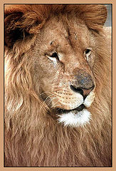 photo "King"