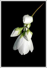 photo "Cherchez la femme"