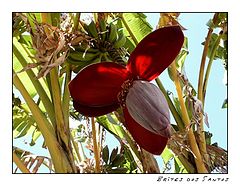 фото "Banana tree with flower"