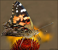 фото "Butterfly on a Cone Flower"