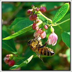 фото "The flower and the bee"