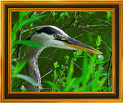 photo "Great Blue Heron"