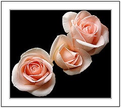 фото "The miracle of the Roses."