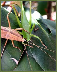 photo "My friend, you are so young and green..."