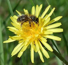 photo "Bee"