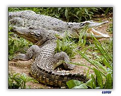 фото "Crocodile"