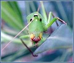 photo "portret of grasshopper"