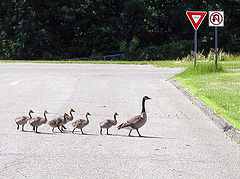 photo "Following Mom"