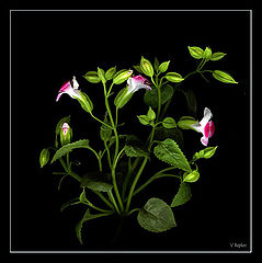 фото ""Орнамент...""