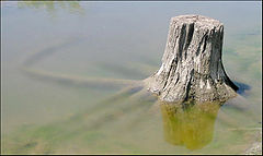 photo "Throne for water-kikimora ( russian folklore )"