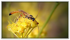 фото "УСЫ2"