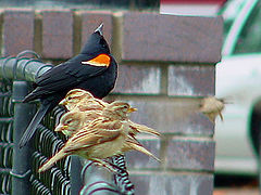photo "One decided four still on the fence"