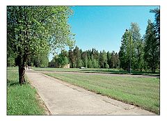 фото "Дороги, дерево и фонарь"