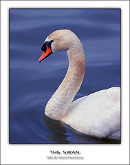 photo "The swan"