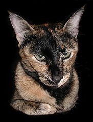 photo "I am watching you"