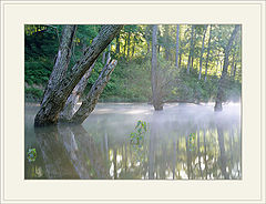 photo "Many shades of green....(Morning)"
