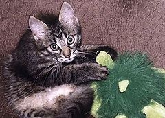 photo "This is my prey!"