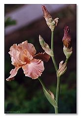 photo "Iris, simply an iris"