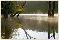 photo "Many shades of green....(Water and Sun)"