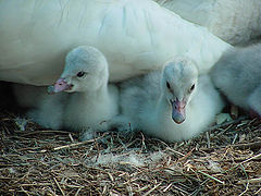 photo "New Cygnet"