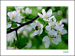 фото "It`s spring again!"