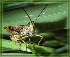 photo "In a grass sat the grasshopper…"