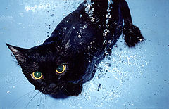 фото "Bath time"