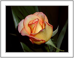 фото "The light of a Flower to the Heart of Marita."
