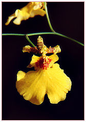 фото "Yellow Orchid"