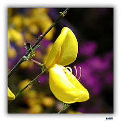 фото "Yellow from Nature"