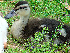 photo "Duckling"