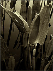 photo "blades"