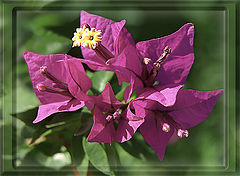 фото "Bougainvillea"