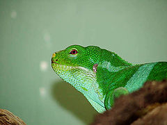 photo "Banded Iguana"