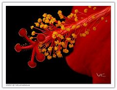 photo "Something about pistils and stamens - 10"