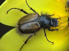 фото "Hairy Bug"