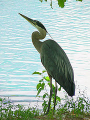 photo "Great Blue Heron"