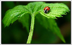 фото "Ladybug on leaves"