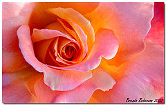 photo "Pastel Petals"