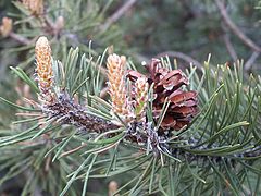 photo "Pine"