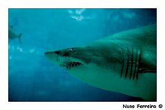 фото "Shark"