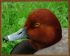 photo "Redhead Duck"