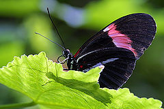 фото "Butterfly"