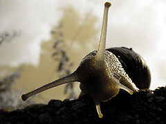 photo "giant"