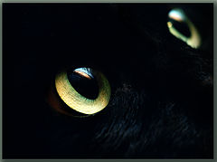 photo "Cats_Eyes"