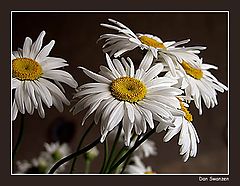 photo "Camomiles"