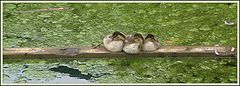 photo "Three Little Ducks"